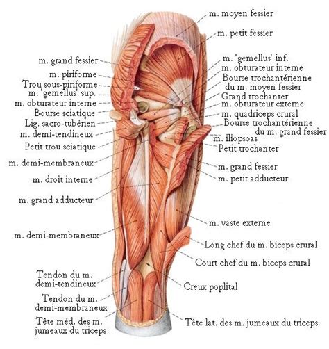 The gracilis is a superficial muscle of your groin and inner thigh that serves to adduct your hip. Résultats Google Recherche d'images correspondant à http ...