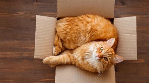 Почему кошки любят коробки: причины поведения | Purina