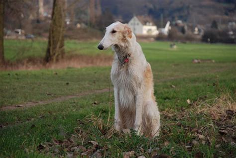 Der barsoi erfreute sich in den ersten jahrzehnten des 20. Barsoi | Hunde