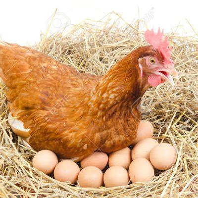 Telur ayam betina ayam tuavektor dan png gratis. Wow 15+ Gambar Kartun Ayam Mengerami Telurnya - Gani Gambar