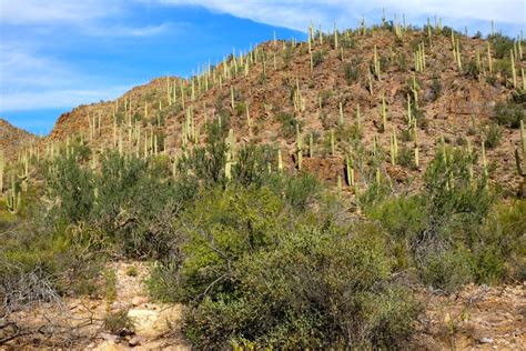 The saguaro or giant cactus is one of the characteristic plants of arizona slow growing when young, it may be only 15 cm high after 10 years. Andrea and Guido: November 2014