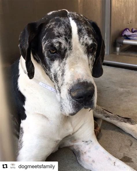 Puppies will be well socialized with different animals, kids, and noises. Great Dane Puppy Colorado