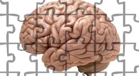 Studies of people with schizophrenia have shown there are subtle differences in the structure of their brains. Brain morphology and schizophrenia - what does the ...