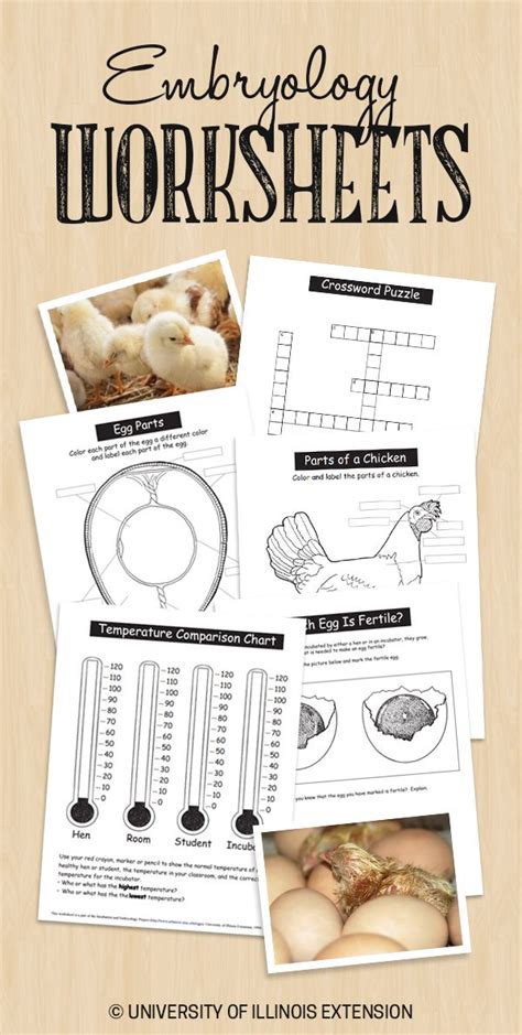 Learn vocabulary, terms and more with flashcards, games and other study tools. Great resource for teachers! Have chicks in the classroom ...