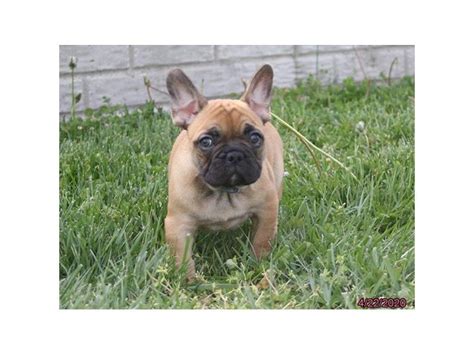 If you find a breeder in dallas / fort worth, texas or an online advertisement on craigslist advertising a litter of puppies for free or to a good home for free then run, do not walk away. French Bulldog-DOG-Male-Fawn-2693695-Petland Carriage Place