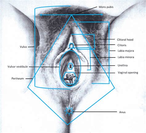 Private parts of the female anatomy are: VulvaLove — Female Anatomy