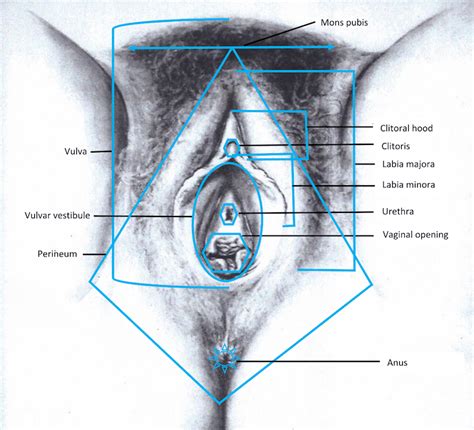 Both male and females look the same. VulvaLove — Female Anatomy