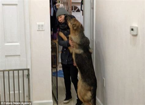 Scopri ricette, idee per la casa, consigli di stile e altre idee da provare. German Shepherd is VERY excited to see his owner | Daily ...