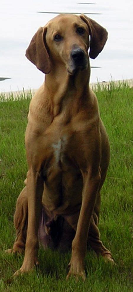 We have akc registered great dane puppies available for sale. Bloodhound and Great Dane mix | Hybrid dogs, Mixed breed ...