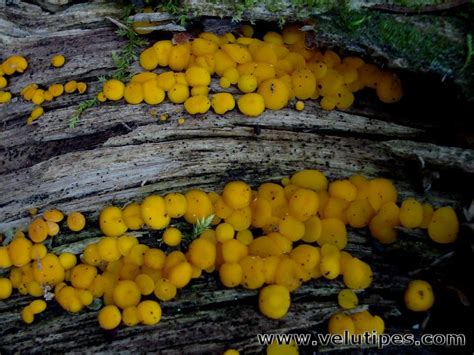 «» taxón en catalogue of life: Bisporella citrina, keltanastakka @ Natural Fungi in Finland