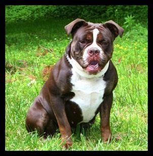 Bulldogs were created for the english sport of bull baiting, practiced from approximately 1100 until 1835. dark chocolate tri bulldogge (With images) | Old english ...