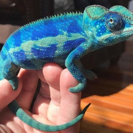 Shop for everything you need for your pet reptile here at pet lovers centre. panther chameleon for sale online | panther chameleons for ...