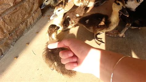 Wild mallard ducks are the predecessors of all domestic ducks, except the muscovy ducks. Petting and Feeding Wild Baby Ducks! - YouTube