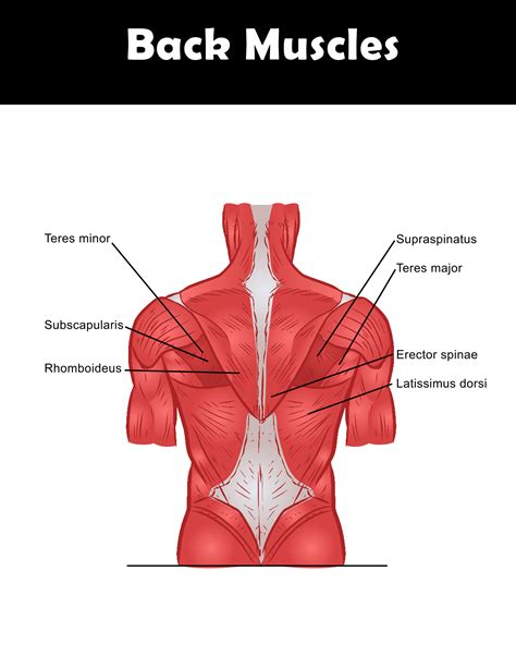 Included are several layered views of the back muscles, the doral muscles, subclavius muscles, rhomboideus major and minor muscles, deltoid muscles and many more. Best Back Exercises