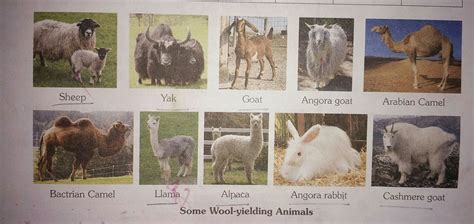 Apart from stunning sights, one can also experience the. Show me wool giving animals with name and pictures ...