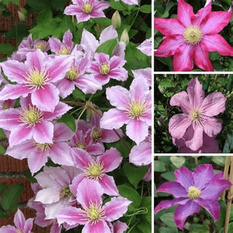 New (later) growth blooms with large pink single flowers marked with a deep rose bar. Clematis Pink Coloured Large Flowering Climber Hardy ...