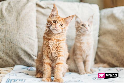 A female and a female or a male and a male may get competative over each other. BETTER TO ADOPT A MALE OR FEMALE CAT?