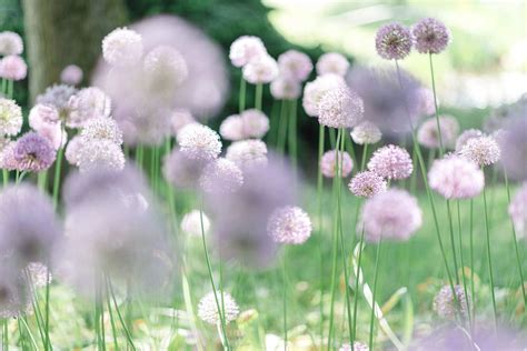 Auf dem programm stehen stücke von der klassik bis zur. Hochzeitsinspiration im Botanischen Garten Linz - Julia ...