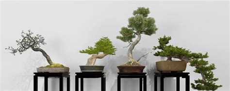 What are the occasions when people give or receive flowers? What kind of flowers are good for bonsai at home - The ...