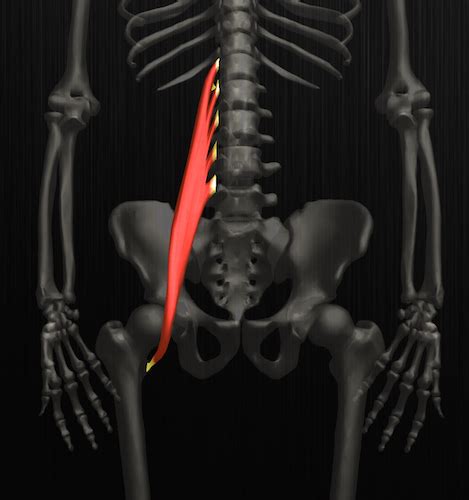 Name the 4 quadriceps muscles! Your office and lower back pain - TAI Chiropractic