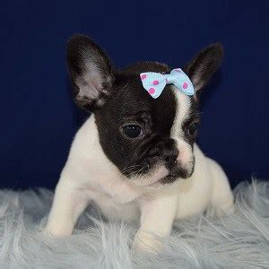 French bulldog male for sale.he is choc in colour,9 weeks old,from imported champion blood lines from usa and hungary,very short structure vet checked,microchipped,vaccinated born 16/11/2020. French Bulldog Puppies for Sale in PA | French Bulldog ...