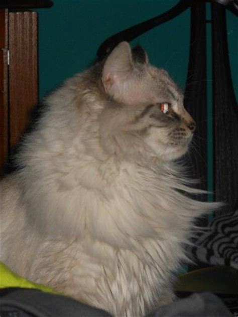 Breeding began in the 1940s but did not become serious until 20 years later. Pin on Siamese-Maine Coons/Long Haired Siamese/Lynx Point ...