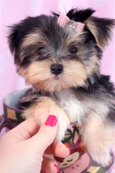 It is known for its sweet appearance, with soft, long and flowing coat colored in white, brown, apricot, black and tan. Adorable Morkie Puppies For Sale in South Florida | Morkie, Morkie puppies for sale, Morkie puppies
