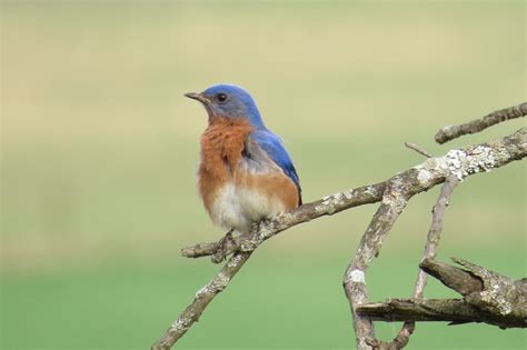 May Species Spotlight: Eastern Bluebird - Mountain Empire Birds
