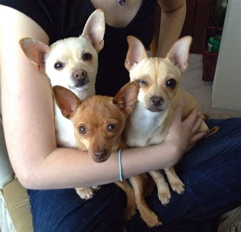 Chihuahuas remained a rarity until the early 20th century and the american kennel club. Micro Teacup Chihuahua Puppies For Sale In Michigan