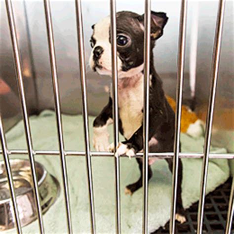Effective 6/1 all locations are open with come work for your favorite pet store. Nearest Pet Store Near Me - Pet's Gallery