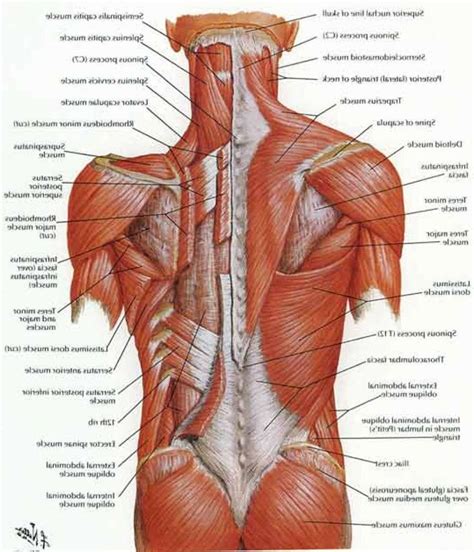 Lower back muscles diagram : The 25+ best Lower back anatomy ideas on Pinterest ...