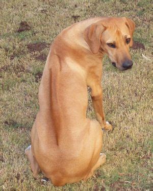 A group of rhodesian ridgebacks could catch and. Rhodesian Ridgeback | Rhodesian ridgeback, Dog breeds ...