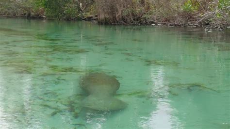 Check out 107 verified apartments for rent in weeki wachee gardens, fl with rents starting as low as $2,100. Baby Manatee - Weeki Wachee Springs River, FL - YouTube