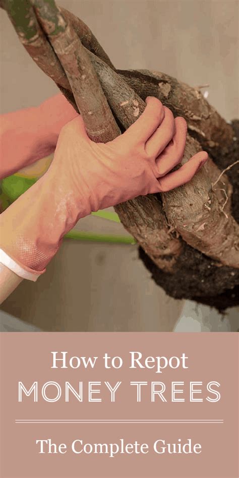 You can also wrap the plant in newspaper and carefully tip it out of its container, and then brush the soil away from the roots. The Complete Guide to Repotting Money Trees - The Healthy Houseplant