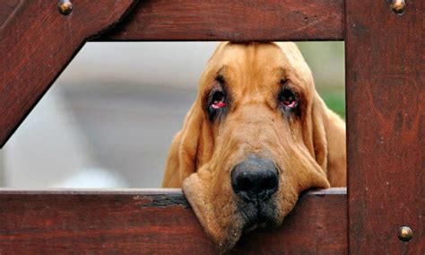 Bloodhound: il cane molecolare per eccellenza - Velvet Pets - VelvetPets