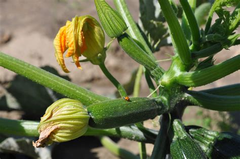 Achten sie darauf, dass sie alle steine aus der erde entfernen. Minutenschnell aus dem Garten auf den Teller - Weinbau ...