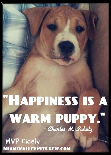 Cute happy dog quotes and sayings happiness is a warm puppy. —charles m. Happiness is a warm puppy! - Visit our puppies at miamivalleypitcrew.com | Puppies, Beautiful ...