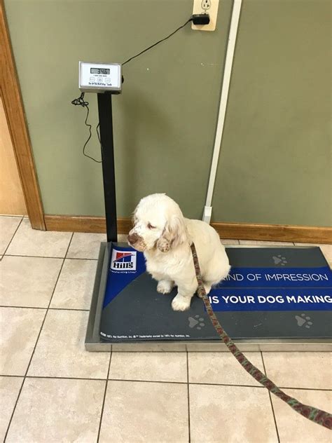 Health coverage2 for your furry family. Finn first vet visit | Vet visits, Vets, Places to visit