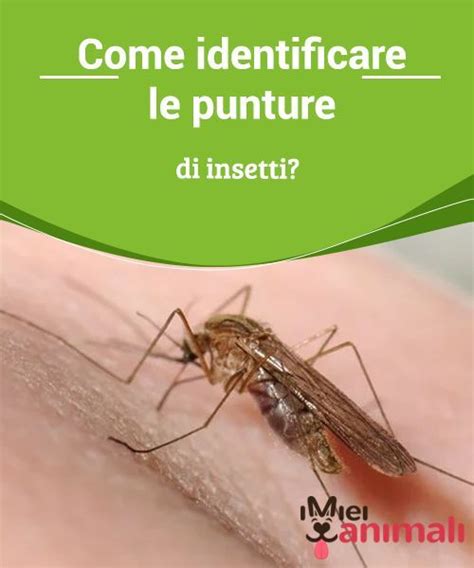 Come identificare le punture di insetti | Punture di ...