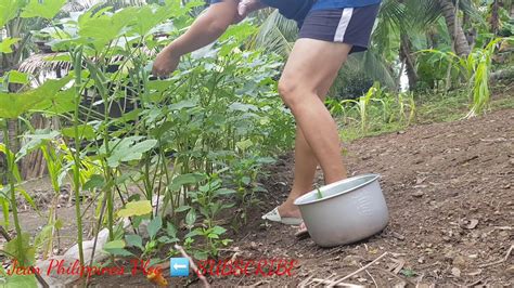Picking Organic Okra's / Lady Fingers From My Backyard ...