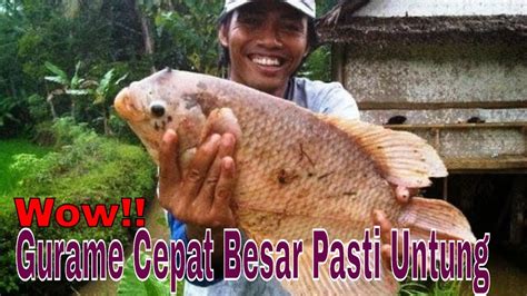 Untuk cara pembenihan ikan keli (lele keli) yang kolam pemeliharaan induk berfungsi sebagai kolam khusus yang di gunakan untuk memelihara induk. Mau Tahu Cara Ternak Ikan Gurame Cepat Besar ? Ternyata ...