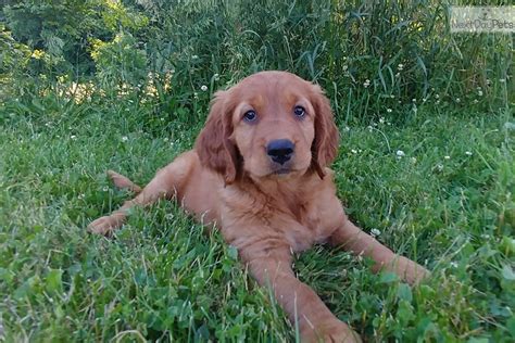 The golden irish dogs are a mix between a golden retriever and an irish setter purebreds. Emmie: Golden Irish puppy for sale near Harrisburg, Pennsylvania. | bd8d0d11-4161