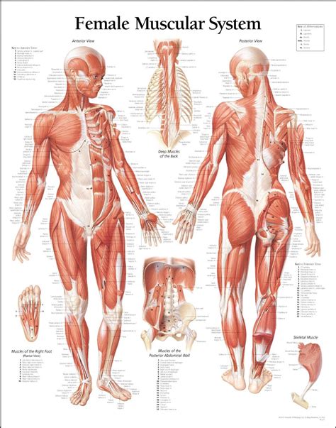 The back muscles stabilize and move the vertebral column, and are grouped according to the lengths and direction of the fascicles. 5 Tips for Building Muscle! | Muscle anatomy, Female ...