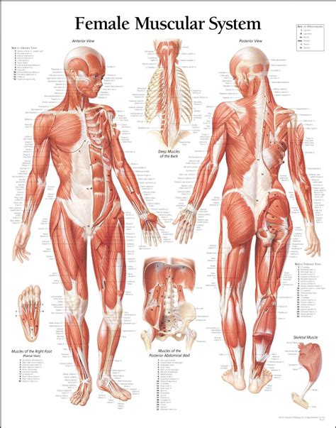 Front view of muscles, skeleton, organs, nervous system. 5 Tips for Building Muscle! | Human anatomy female, Human ...