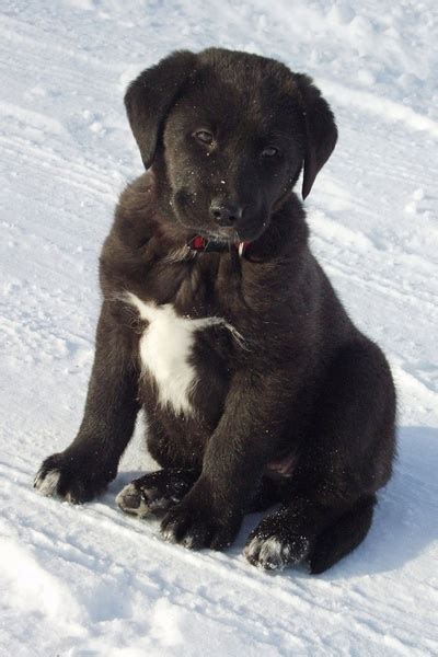 Healthy, beautiful and gentle white english labrador puppies. Black and white labrador puppy Free stock photos in JPEG ...