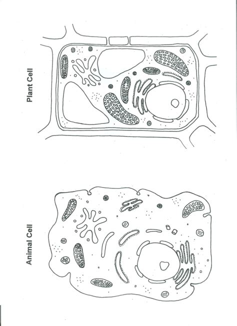 Build a cell plant and animal cell worksheet. Plant and animal Cell Color Worksheet : Biological Science ...