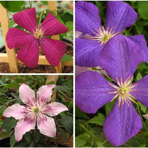 We are working to update our ratings. Clematis combo Rouge Cardinal / Jackmanii / Pink Fantasy ...