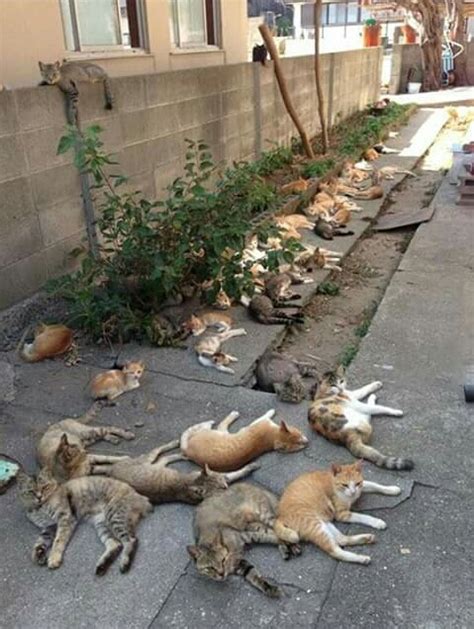 15 Cats Whose Catnip Experiences Surprised Kitties And ...