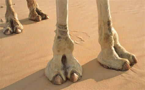 Camel toe is caused by clothing that doesn't fit properly. Camel Foot | Gallery For > Camels Feet | Camels are such ...