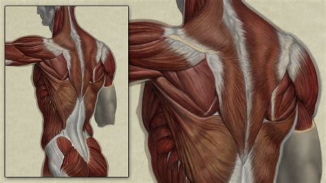 Check out inspiring examples of back_muscles artwork on deviantart, and get inspired by our community of talented artists. Back Muscle Anatomy Study - Digital Speed Painting - YouTube